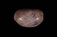 藏品(棗螺)的圖片